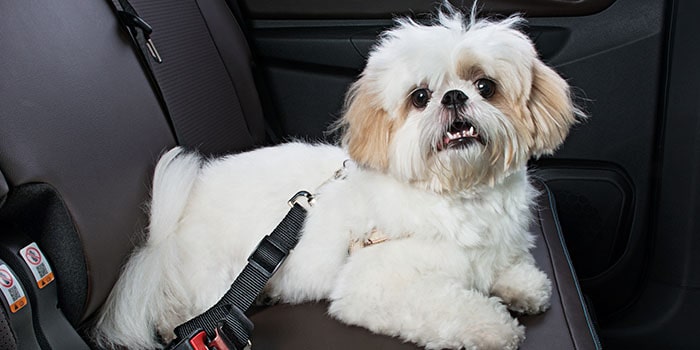 Imagem de um cachorro branco no banco traseiro, usando o acessório "extensor de cinto de segurança".